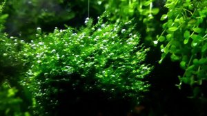 Красивое видео!Очень хорошо приростает MOSS SP. BUBBLE Мох "Бабл" в пузырях фотосинтез в аквариуме