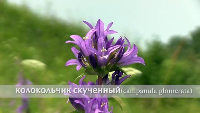 колокольчик скученный