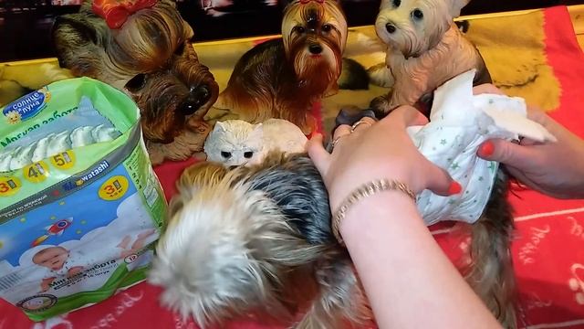 Как сделать памперс для собаки/ Памперс для Йорка смотреть онлайн