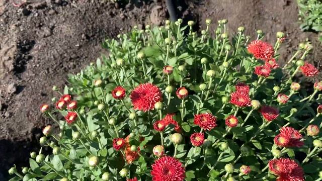 Хризантемы почтой. Мультифлора и корейская хризантема почтой смотреть онлайн