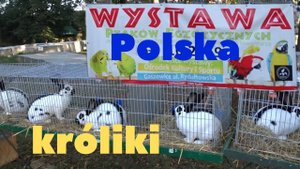 Выставка кроликов голубей и кур в Польше. Wystawa Polska kroliki, Rtakow
