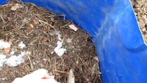 Весенняя посадка голубики сорт Бонус/Planting Blueberry Variety Bonus