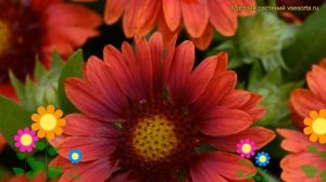 Гайлардия гибридная Меса Ред. Краткий обзор, описание характеристик gaillardia hybrida Mesa Red