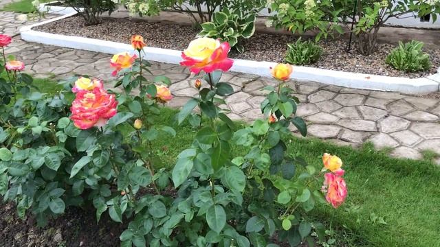 Роза Pullman Orient Express (Восточный Экспресс) смотреть онлайн