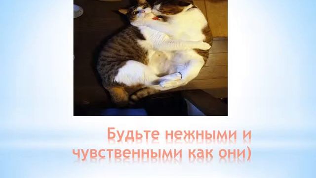"Ваши няши" (Очень милые фото котов)