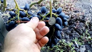 Виноград - Надежда Ранняя 2018