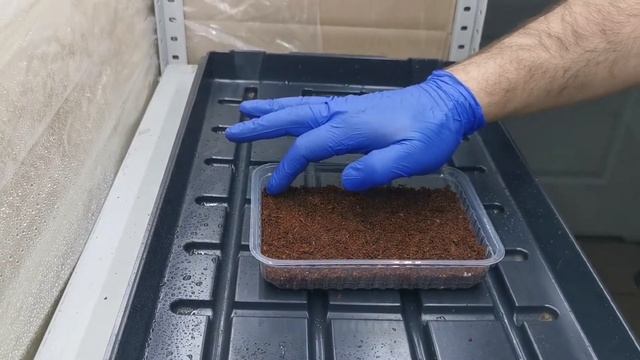 Посадка гороха и редиса на микрозелень смотреть онлайн