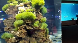 Океанариум Когалым 2023