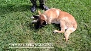 Питомник "Красная Звезда" - Дмитров - военные дрессированные собаки овчарки