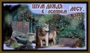 ШУМ ДОЖДЯ В ОСЕННЕМ ЛЕСУ!ПЕНИЕ ПТИЦ.The sound of rain in the autumn forest!#релакс#звуки природы#