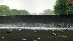 Черная смородина.