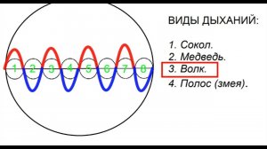 ДЫХАНИЕ ВОЛКА - БЫСТРАЯ РЕГЕНЕРАЦИЯ ОРГАНОВ