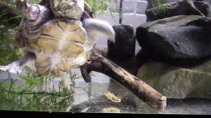 Кормление мускусной черепахи сверчками. Sternoterus odoratus. Musk turtle eat.