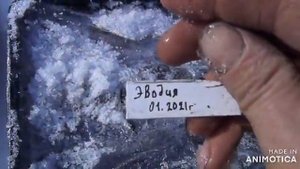 Эводия посадка семян ч 2 окончание стратификации