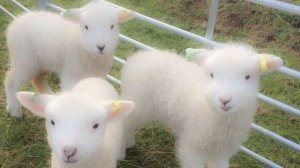 здоровая самооценка + самопринятие саблиминал • healthy self-esteem +  srlf-acceptance subliminal