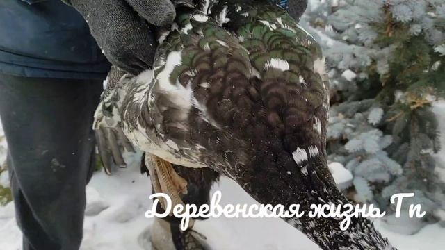 Индоутинный Ажиотаж. Селезень на Племя. Живой Вес индоуток осеннего вывода в 4 месяца!!! смотреть онлайн