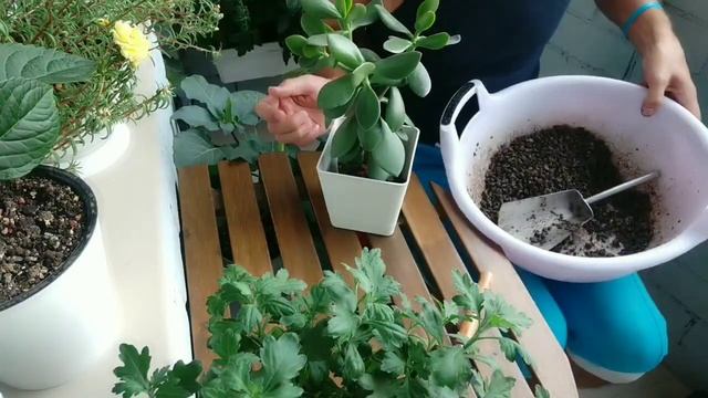 Пересадка КРАССУЛы и посадка ОПУНЦИи, привезенной из Крыма, в гравий. смотреть онлайн