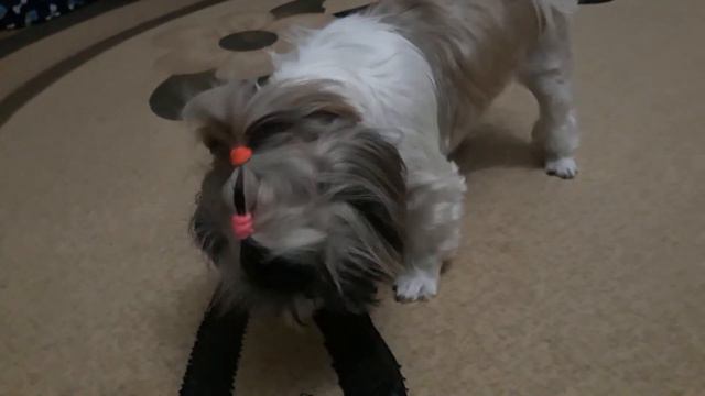 Ши-тцу Боня поёт смотреть онлайн