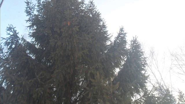 Моё родное Большеречье.wmv