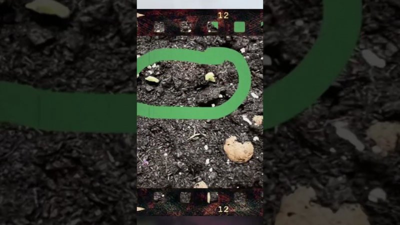 Всходы #shortvideo #москва #урожай #грядки #огурцы #горох #дача #огородкруглыйгод