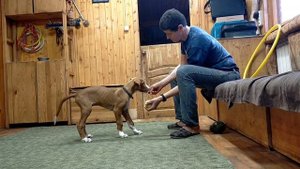 Дрессировка щенка редкой породы поденко ибиценко/ Training of a rare breed puppy podenko ibitsenko