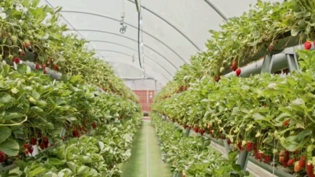 ПОЛЕЙТЕ КЛУБНИКУ весной И В ЭТО ЛЕТО КЛУБНИКА ЗАВАЛИТ ВАС УРОЖАЕМ!