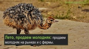 Разведение страусов как бизнес