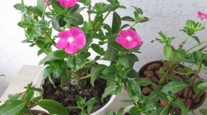 Катарантус осенью: пересадка из клумбы в дом
