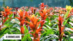 Stunning Native Mexican Flowers