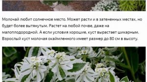 Молочай окаймленный