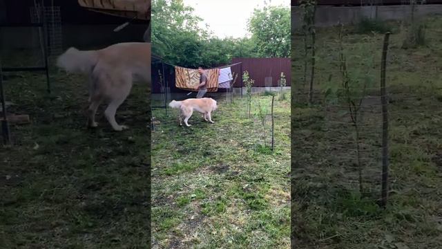 Алабай. Алабай добряк. Велика собака. Відео про великого собаку. Смішне відео про алабая