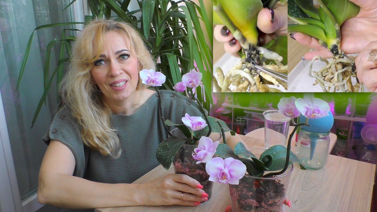 Эксперименты с орхидеями. Орхидея беби фейс. Орхидея asian coral. Уютные орхидеи новое и не только. Уютные орхидеи новое и не только.