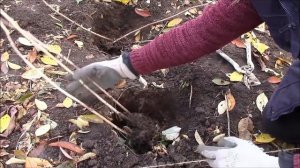 Малина и органика.  Посадка кустов малины с применением органики с нашего огорода