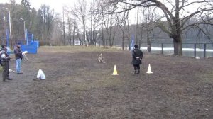 ВЕО на ЗКС. Выборка вещи по запаху, поиск предмета