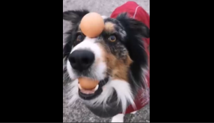 Собакен с яйцами