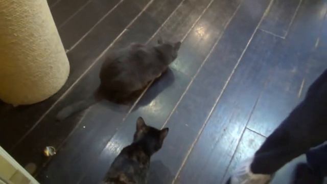 Приехали в Котокафе в Москве // ОЧЕНЬ МНОГО КОШЕК / Котята играют с детками