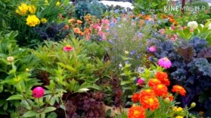 Цинии -.Выращивание и уход.Неприхотливые цветы,для вашего сада