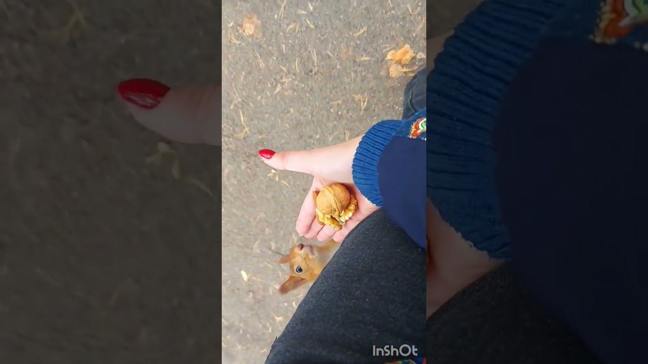 #сосновыйлес #прогулкаполесу #белочка #красотавокруг #осень2023 #природаурала