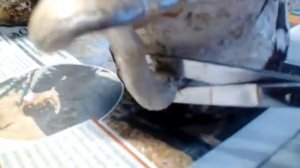 Результат по эксперименту с маленькими блоками  ШИИТАКЕ в домашних условиях.