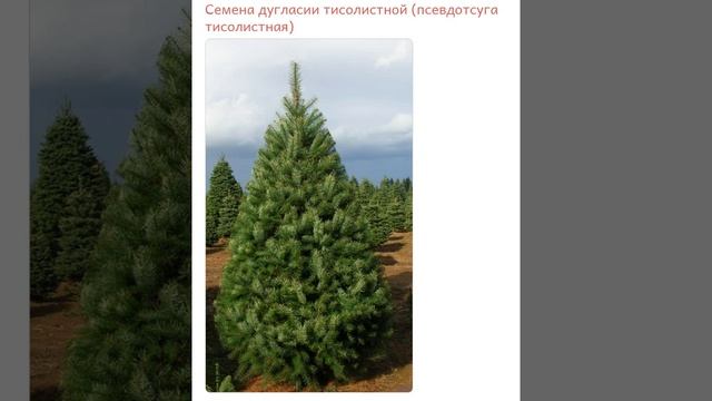 Дугласия тисолистная/псевдотсуга тисолистная (Pseudotsuga taxifolia)