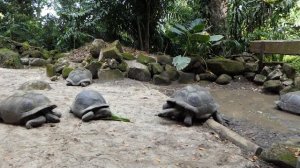 P1180009 Исполинская черепаха (Сейшельская гигантская черепаха) Aldabrachelys gigantea