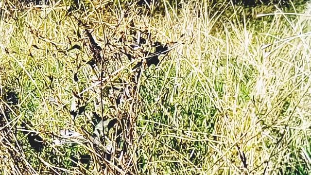 Большой кузнечик поет как птица смотреть онлайн