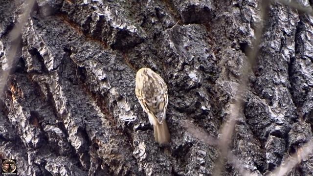 Пищуха птица - жизнь по спирали; Treecreeper #пищуха #наблюдениезаптицами #treecreeper #birdwatchin