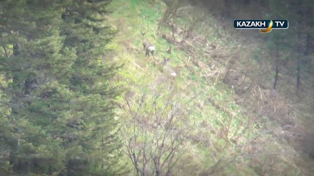 Учет животных в Восточном Казахстане смотреть онлайн