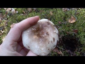Как выглядят грибы свинушки и как они растут?