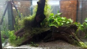 Дизайн аквариума с корягой.