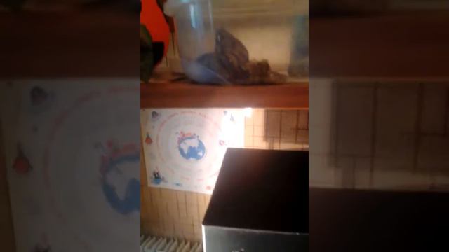 Улитки и мох также мои питомцы!! смотреть онлайн