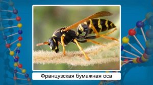 Приспособленность организмов к условиям внешней среды как результат естественного отбора. Видеоурок