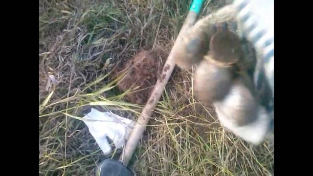 немного имперского серебра и кольцевик смотреть онлайн