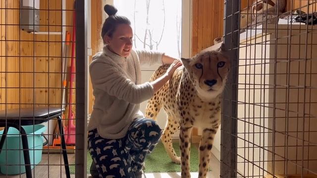 Гепард растаял от массажа! Маша как личный массажист у Герды. смотреть онлайн